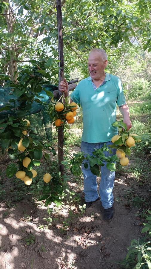 B&B Il Limoneto Gragnano Dış mekan fotoğraf